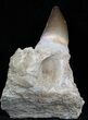 Mosasaur Jaw Section With Large Tooth #35028-1
